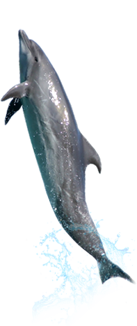 Dolphin