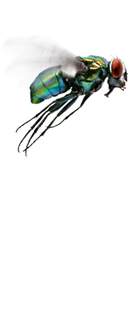 fly