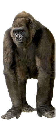 Gorilla
