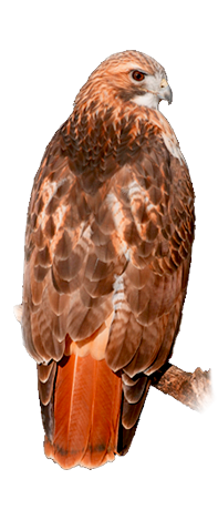 Hawk