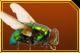 fly