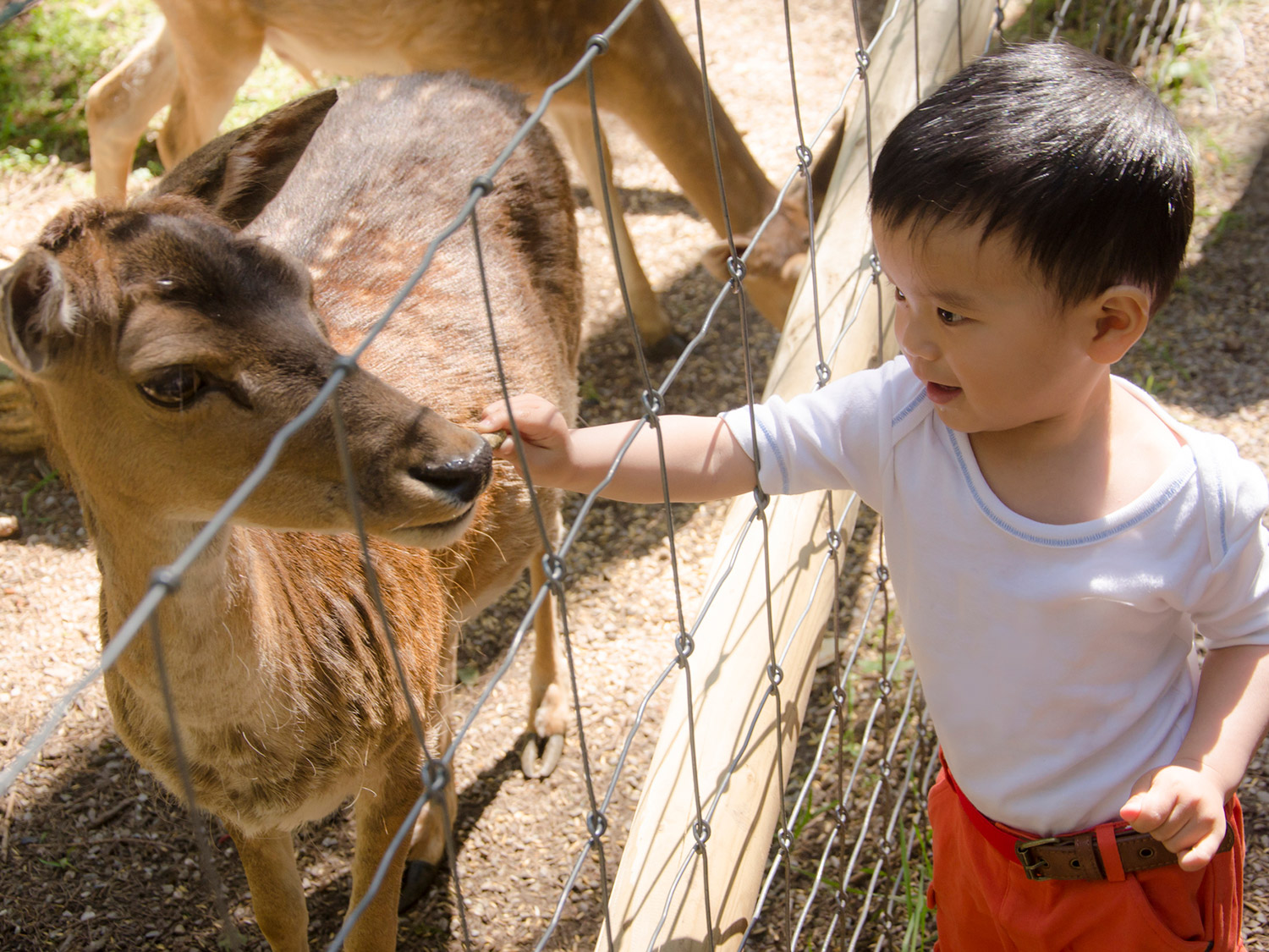 5 Reasons Kids Should Know Farm Animal Sounds and Names by Age 3