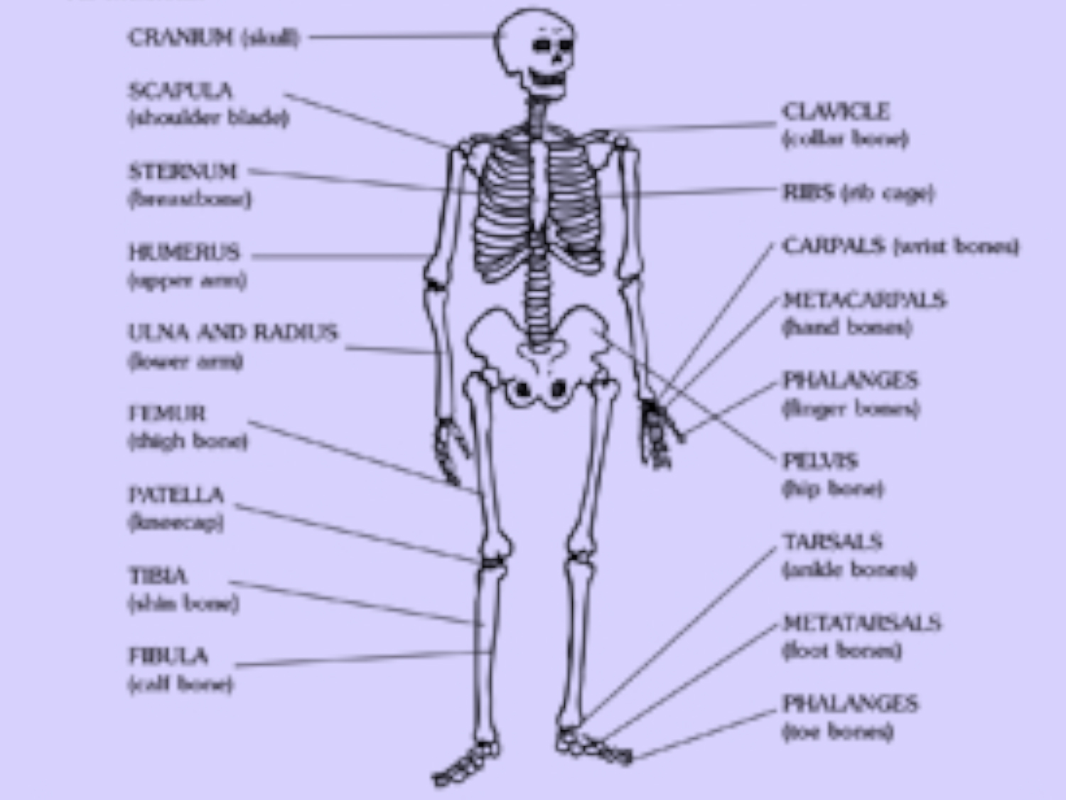 Skeleton Printable  Worksheets & Printables  Scholastic  Parents Pertaining To Skeletal System Labeling Worksheet Pdf