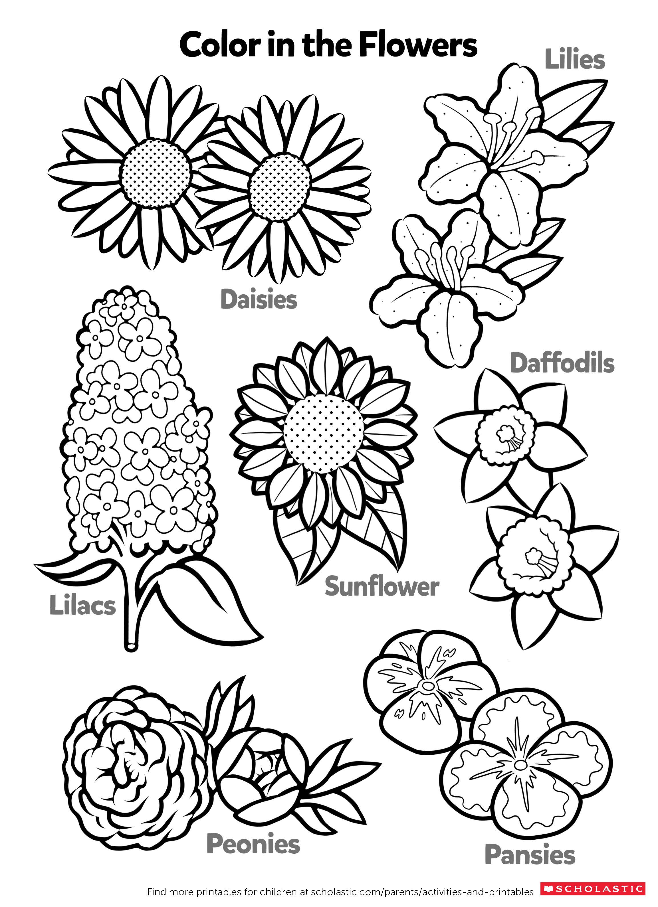 Learn About Flowers By Coloring Worksheets Printables