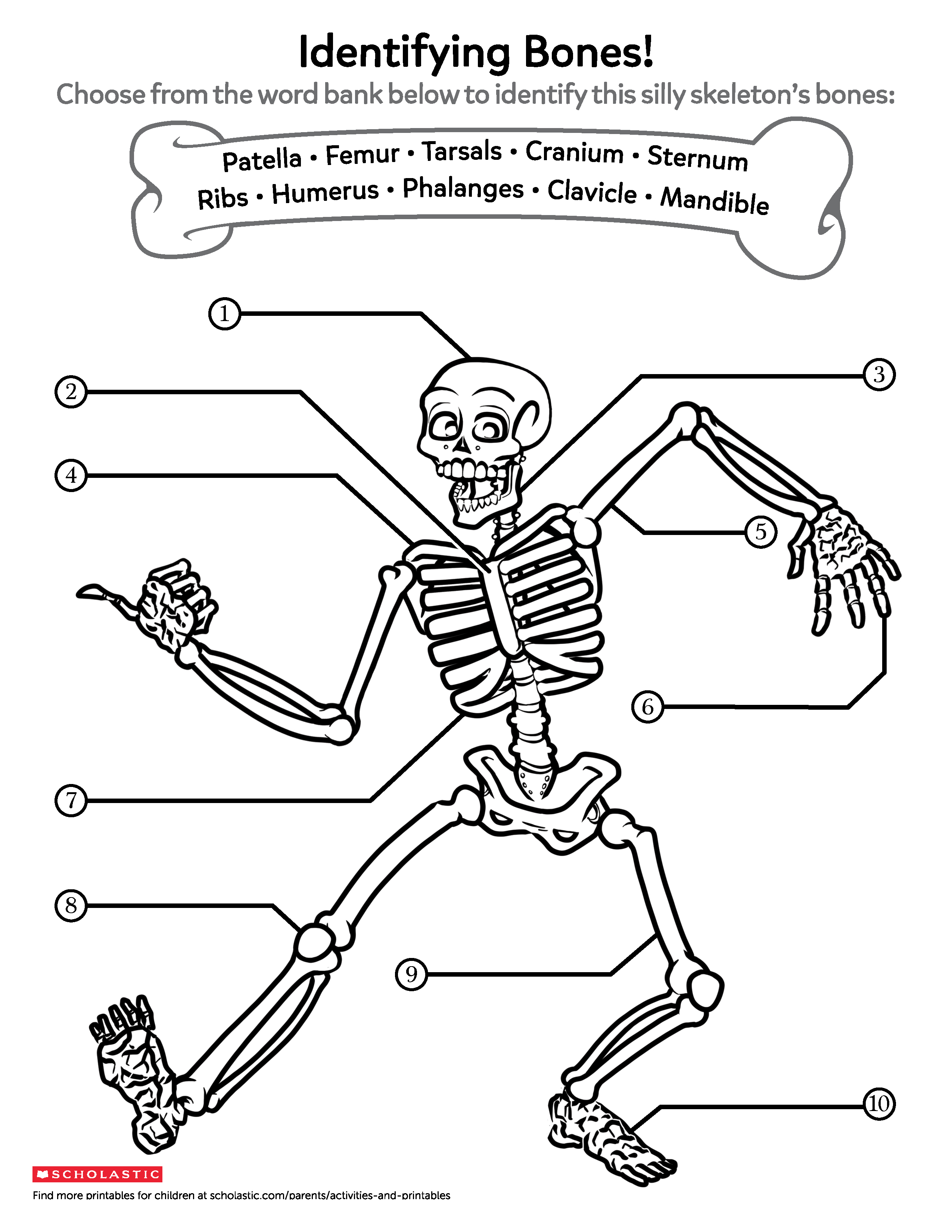 Learning About Bones  Worksheets & Printables  Scholastic  Parents Intended For Skeletal System Worksheet Pdf