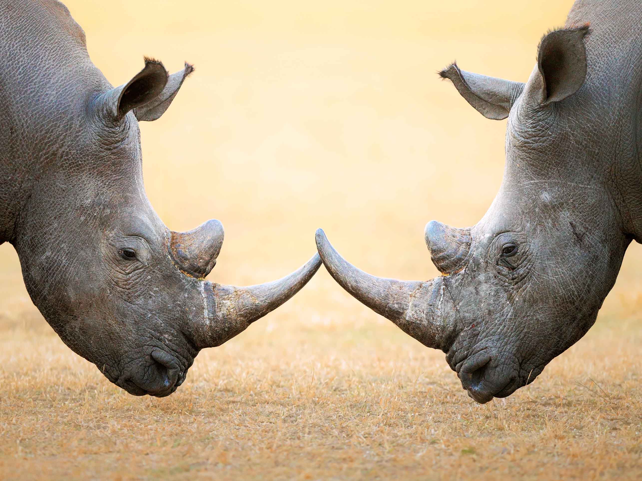 Animals Are Everywhere! Scholastic