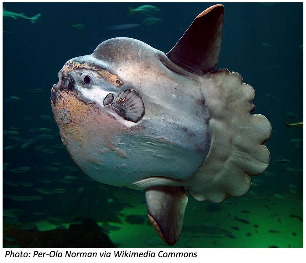 This Week From Bedtime Math: Meet the Mola Mola