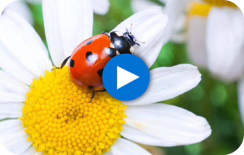 Lovely Little Ladybugs Video Icon