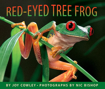 Red-Eyed Tree Frog 