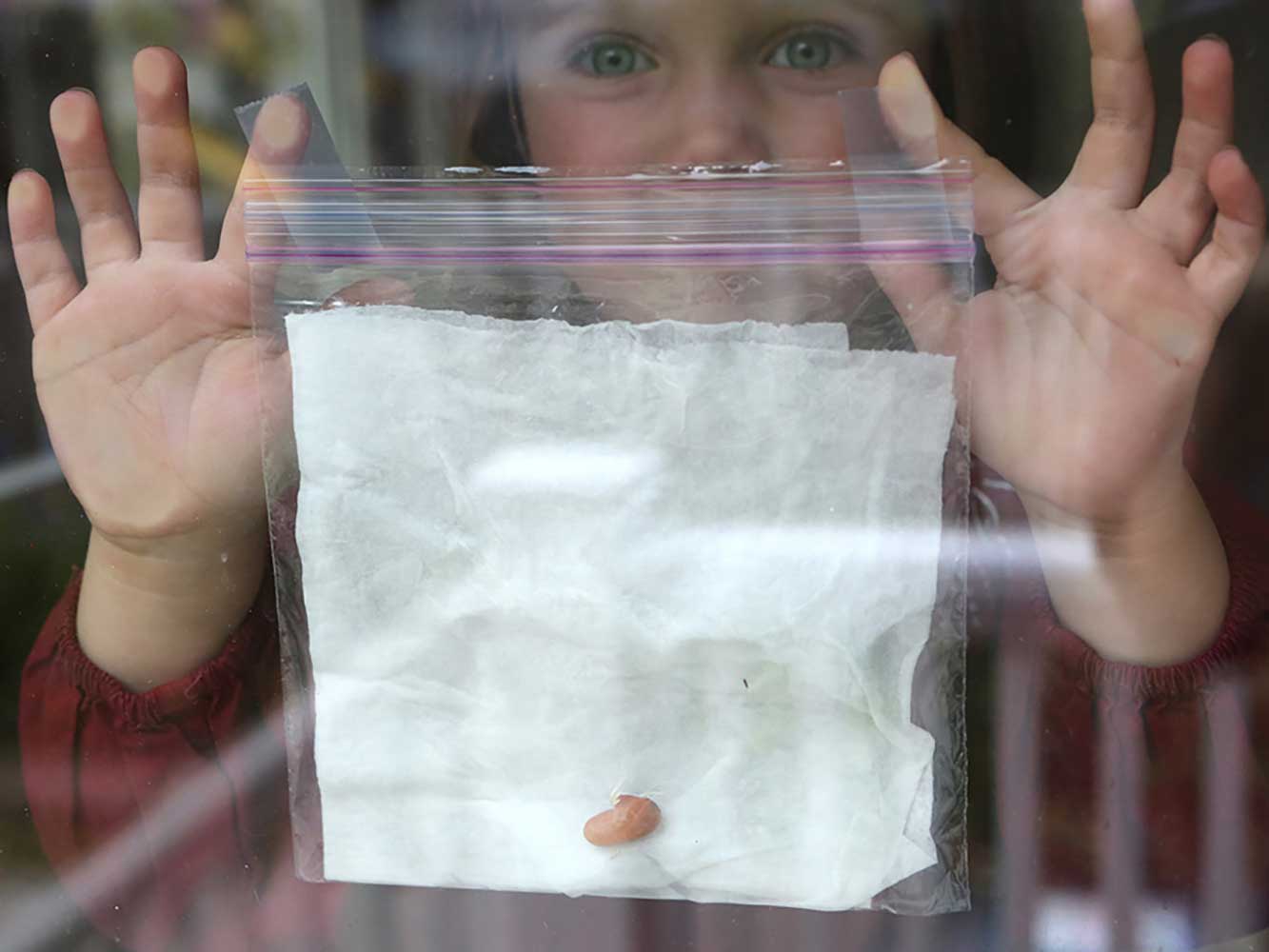 Germinate Seeds and Watch Them Sprout on the Windowsill ...