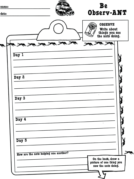 Be Observ-ANT printable activity