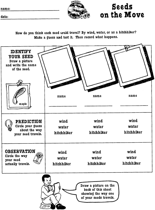 Seeds On The Move printable activity