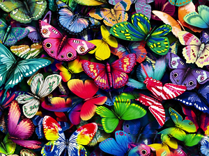Butterflies  120601_si_butterflies