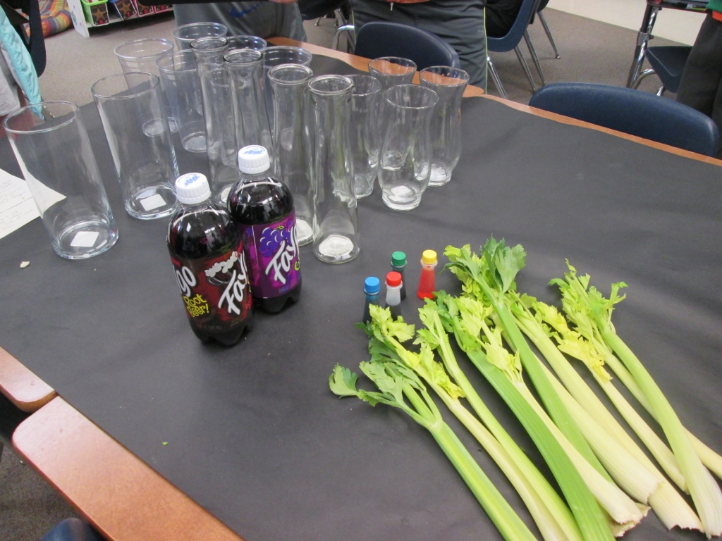 Celery Science Kids Design Their Own Experiments Scholastic