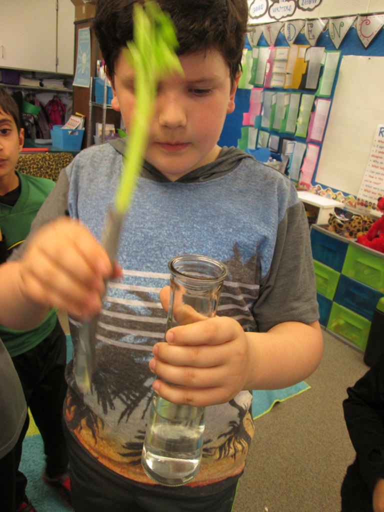 Celery Science: Kids Design Their Own Experiments | Scholastic