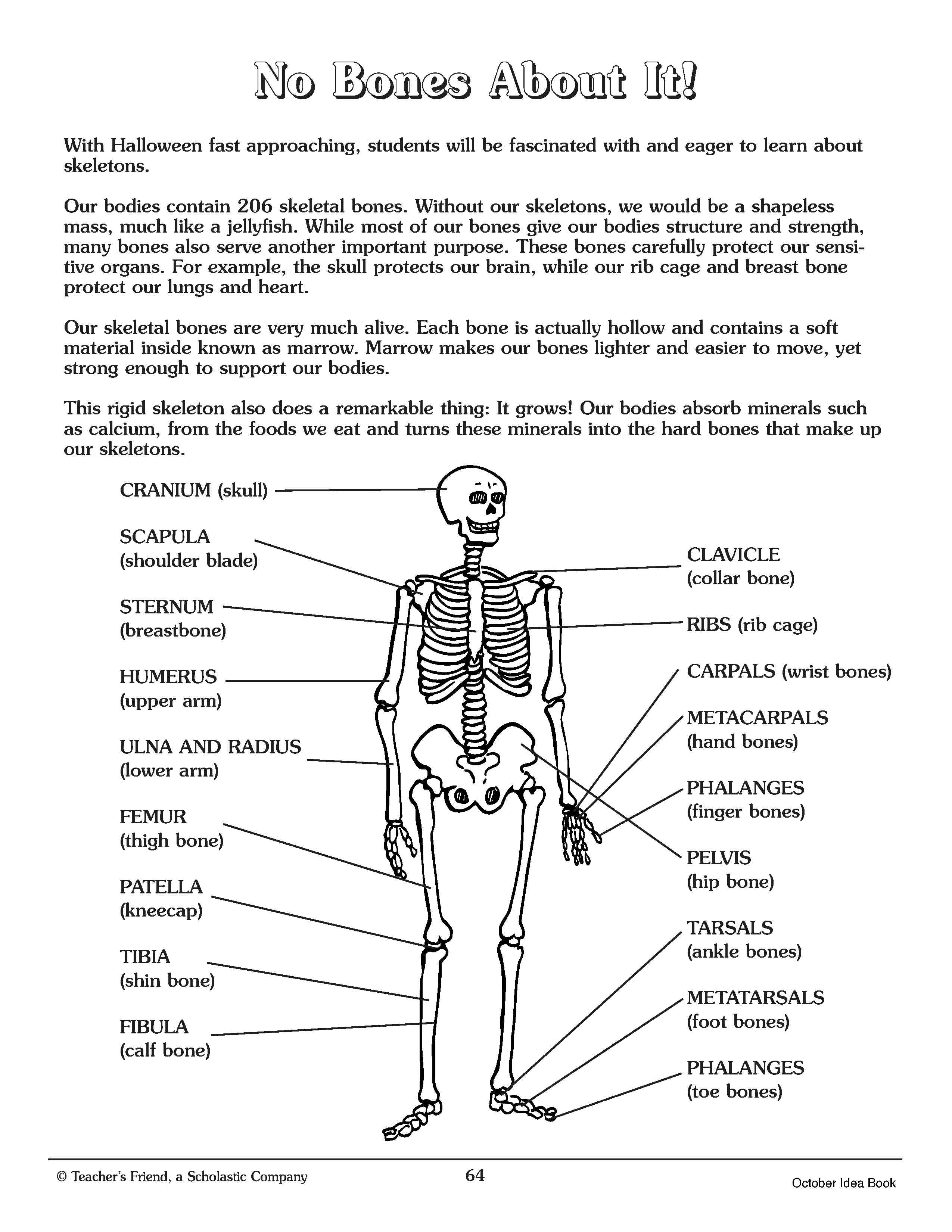 33-skeletal-system-label-quiz-labels-design-ideas-2020