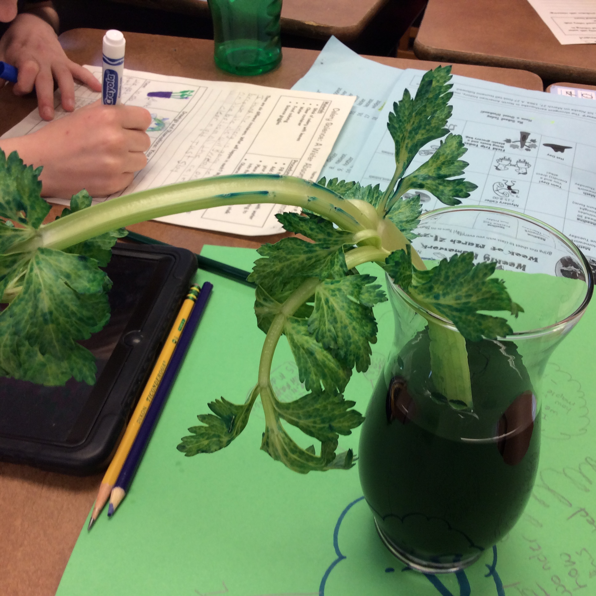 Celery Science Kids Design Their Own Experiments Scholastic