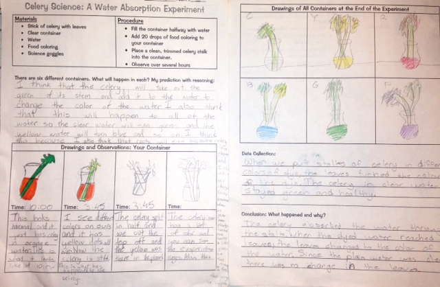 Celery Science: Kids Design Their Own Experiments | Scholastic