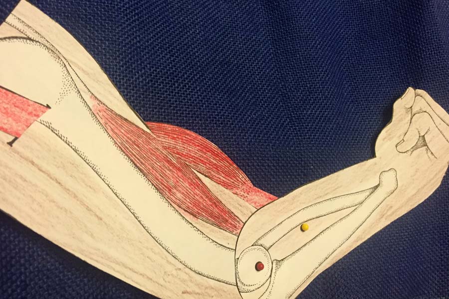 Human Body Engaging Nonfiction and Craft Partner Lessons Scholastic