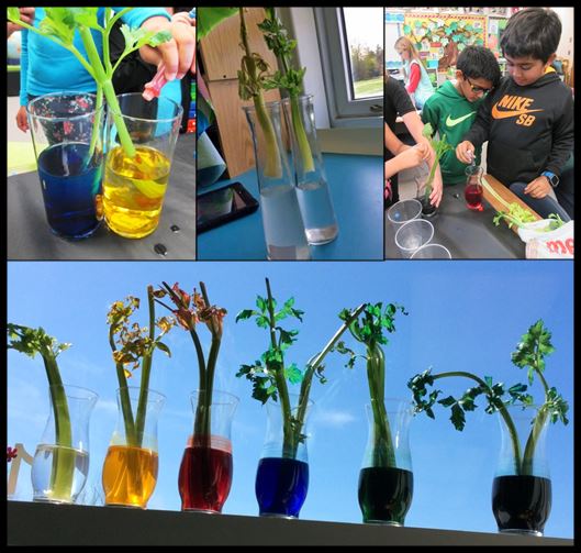 Celery Science Kids Design Their Own Experiments Scholastic