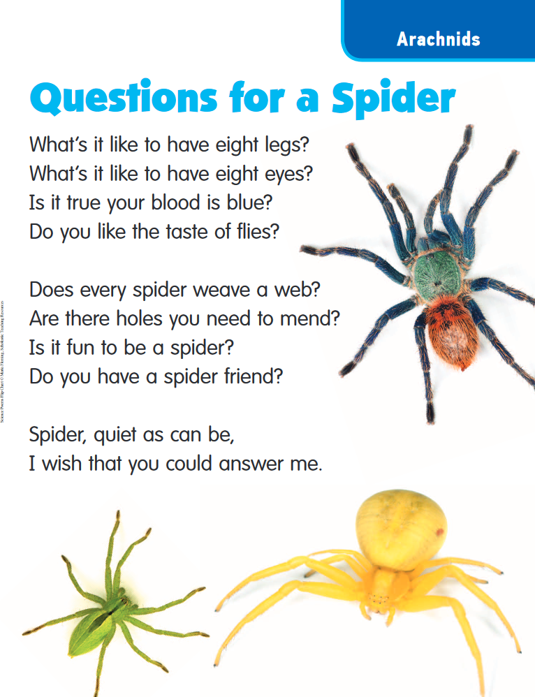 Spider Activities Your Class Will Love! | Scholastic