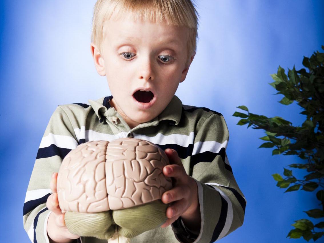 Мозг ребенка видео. Детский мозг. Фото мозга для дете. Мозг фото картинки для детей.